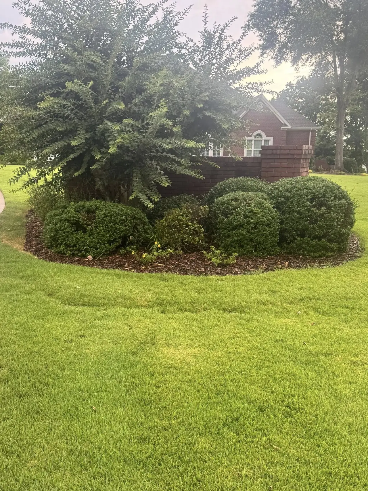 Boxwood and a crape myrtle in a round bed