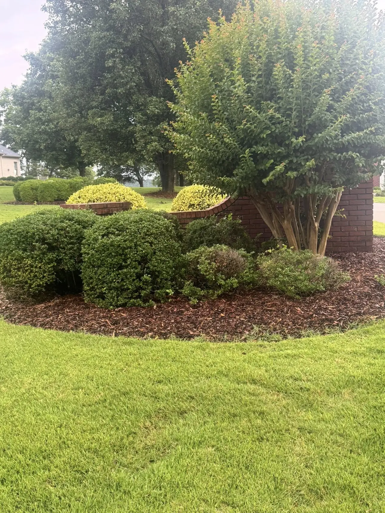 A layered shrub bed in a green lawn