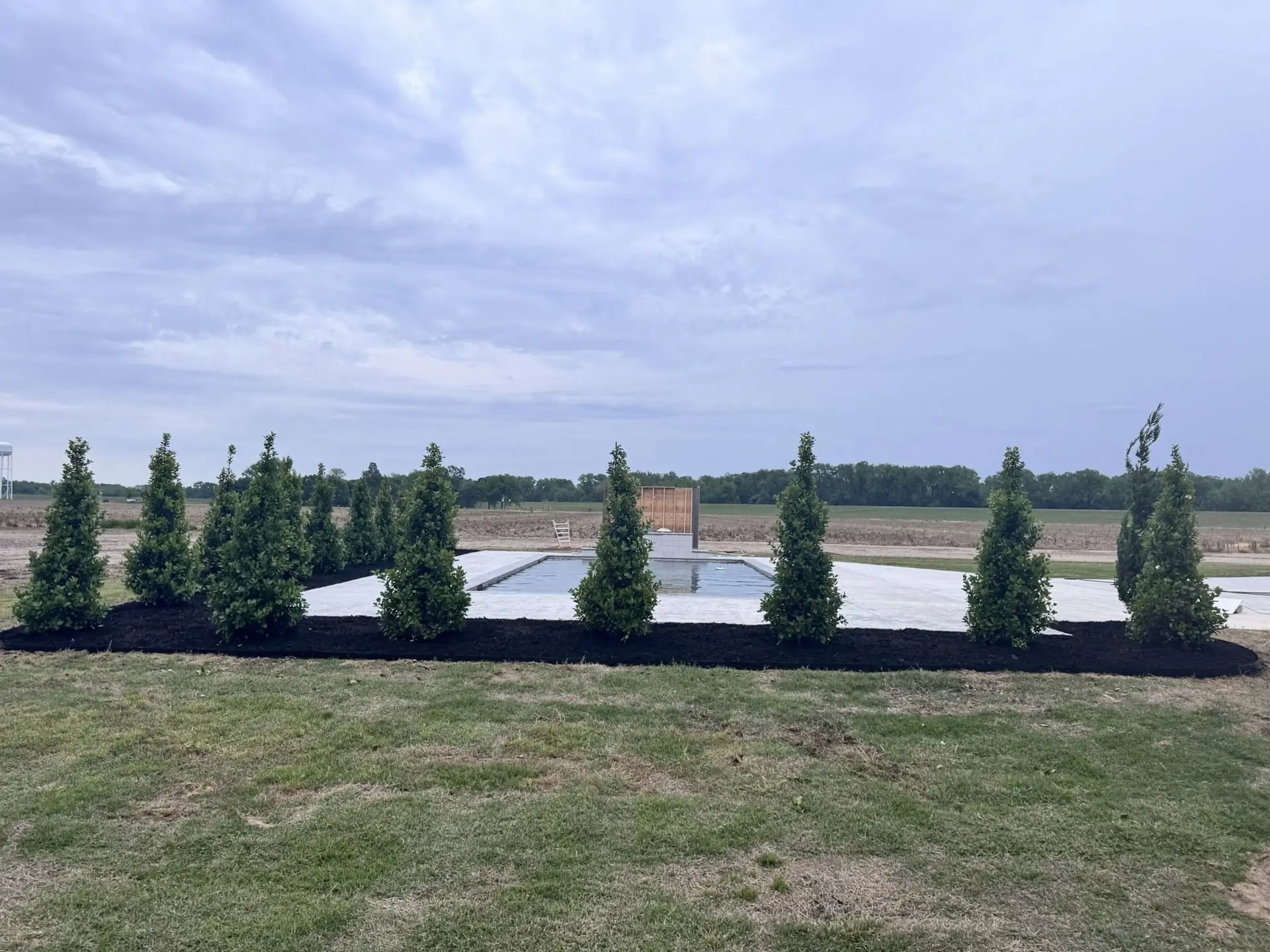 A row of young evergreens planted as a screen across a new lawn
