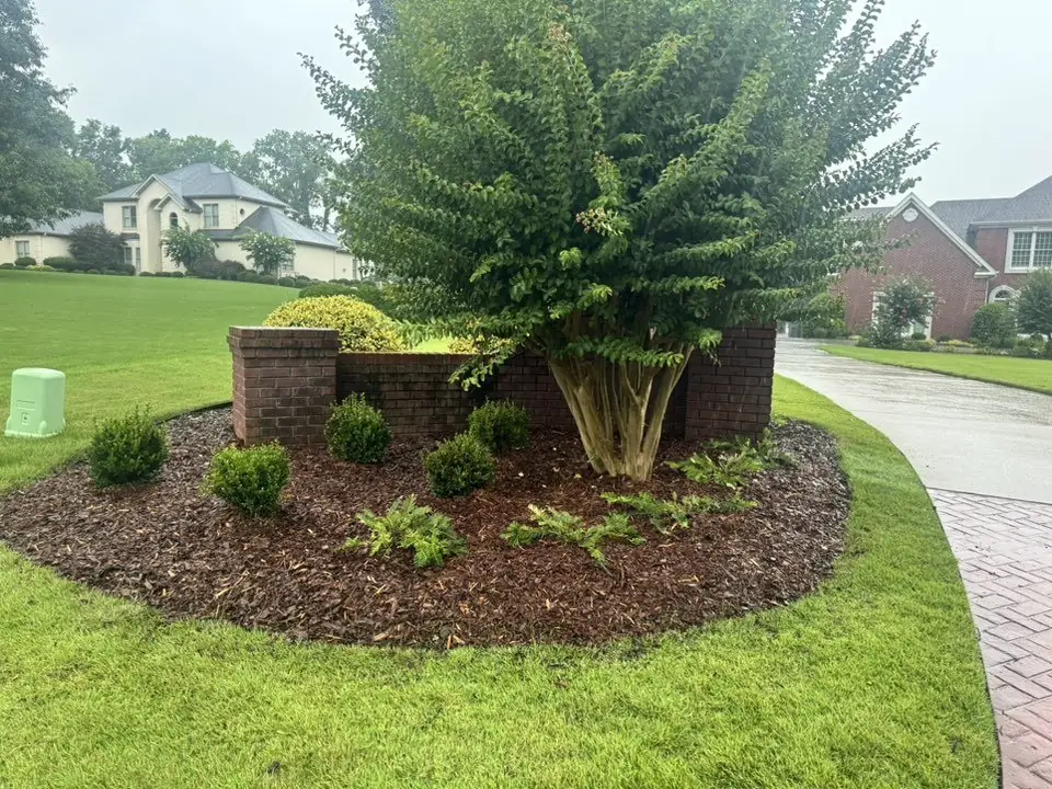 A crape myrtle and boxwood bed against a low brick wall