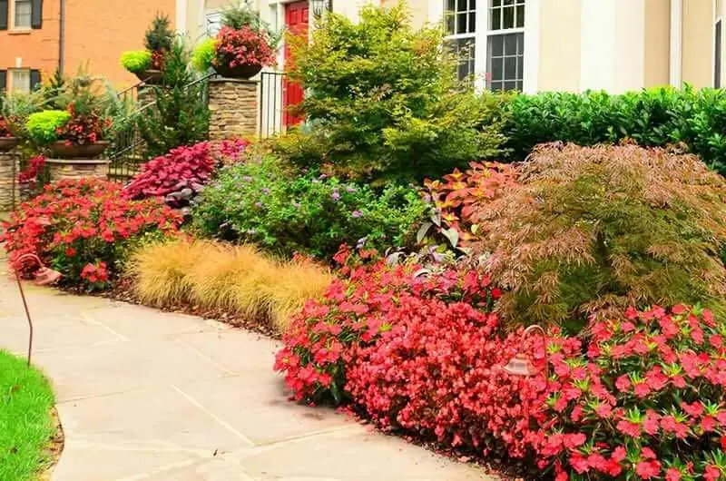 Red begonias, ornamental grass and a Japanese maple along a front walk