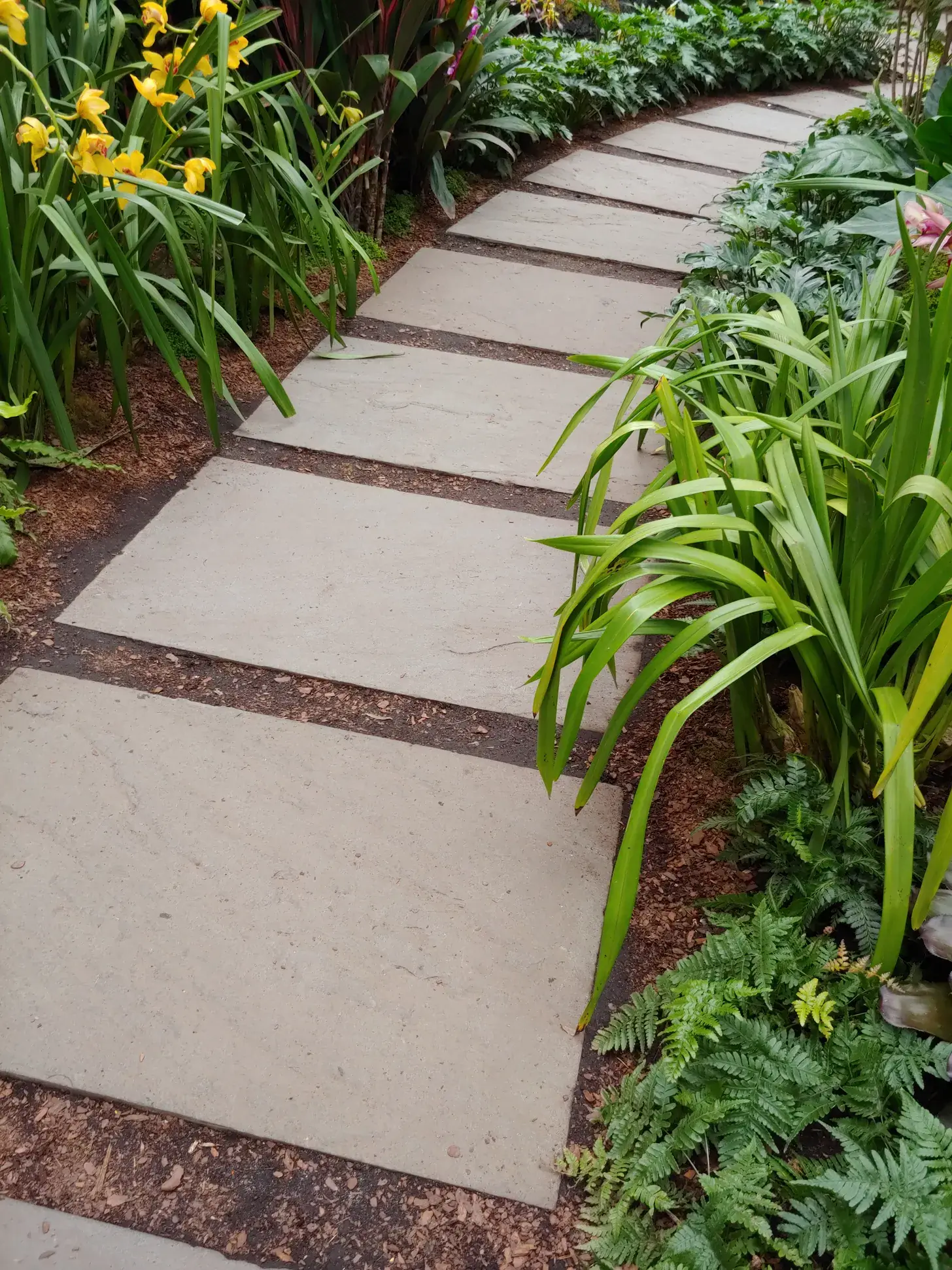 Wide stone slabs set as a walkway through lilies and ferns