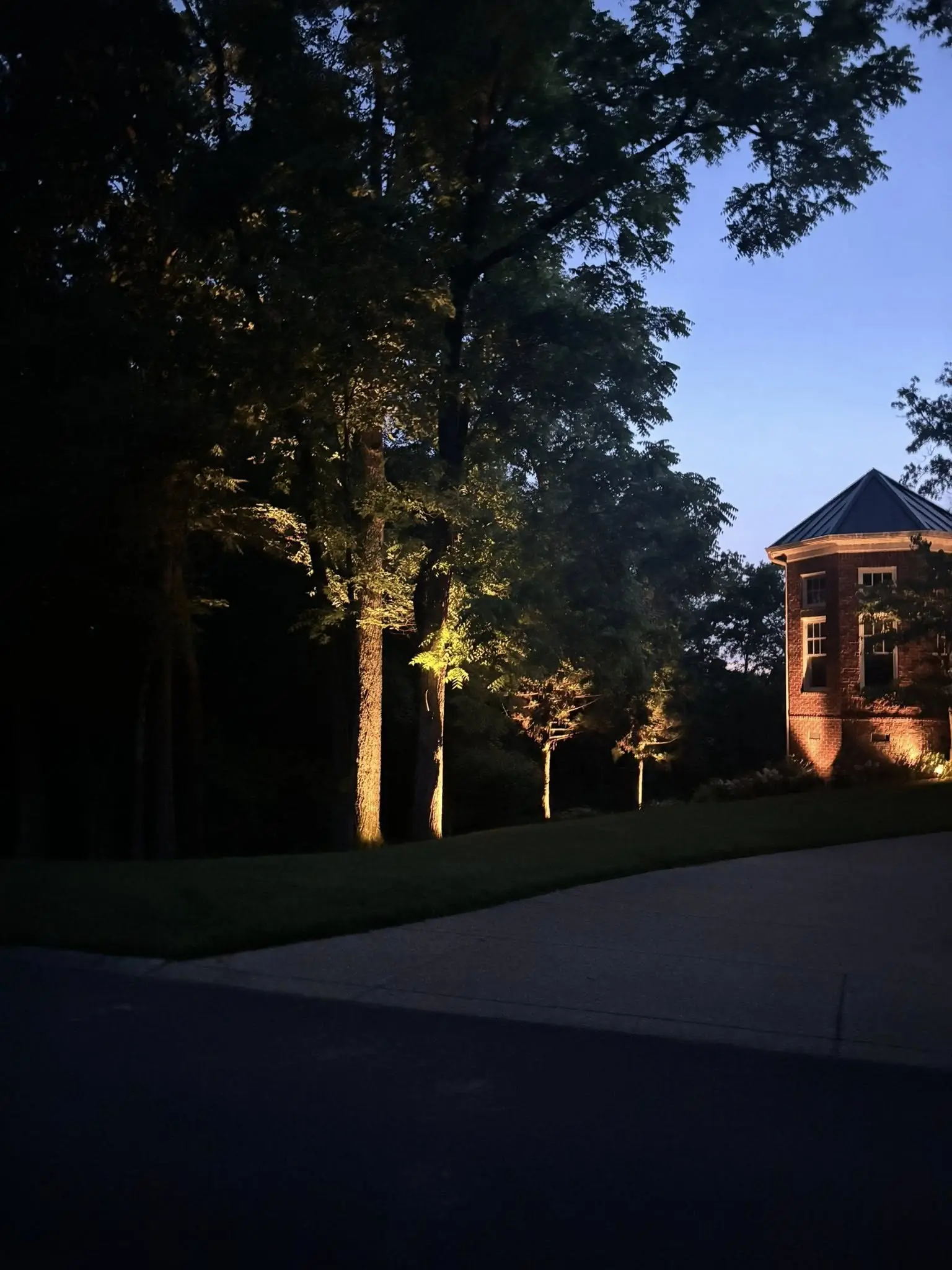 Tall trees uplit beside a driveway after dark